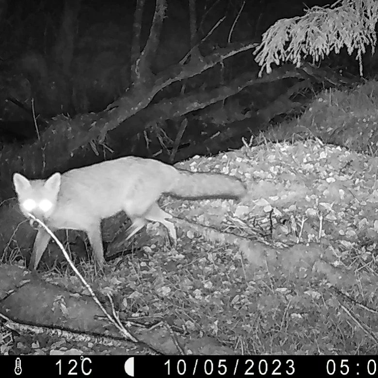 danny_alvey's tweet photo. Two camera checks as part of ReWild Wicklow's Snapshot Europe that tell the story of woodlands in Ireland. On one side of the road, a conifer plantation with only non-native sika deer. On the other side, a native woodland, with red squirrels, foxes, badgers, and pine marten. https://t.co/uu4v7oF9Gh
