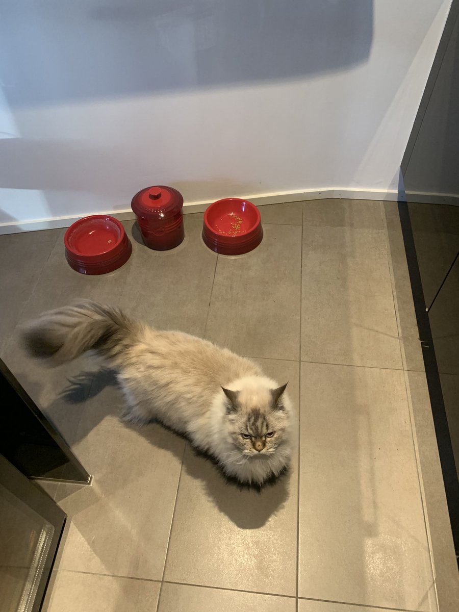 fluffy_potichat's tweet image. Viiiiiiide, complètement viiiide 😾