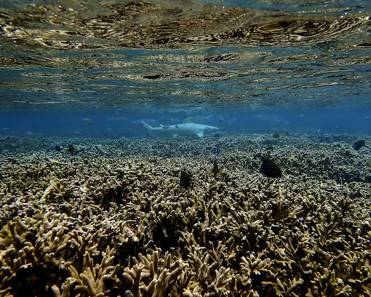 A sub adult Black Tip Reef Shark hunting on a shallow reef flat. 📷 Olympus TG6 #fintasticbeats #underwaterphotography #maldives #australia