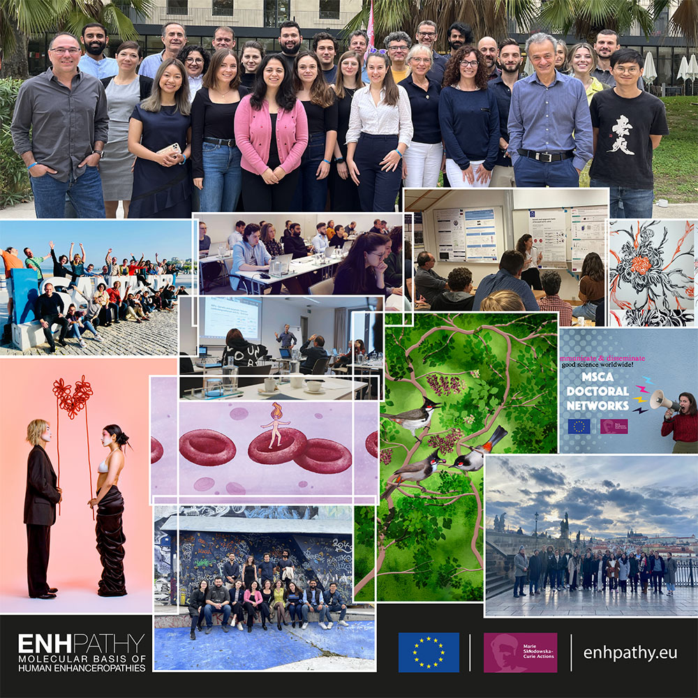 Since 2018, <a href="/KOM_SciComm/">KOM Agency</a> has been supporting the communication activities of <a href="/enhpathy_H2020/">ENHPATHY</a> , a <a href="/MSCActions/">Marie Skłodowska-Curie Actions</a> Doctoral Network led by scientific experts on #enhancers and #enhanceropathies involved in the training of 15 students now pursuing brilliant scientific careers.