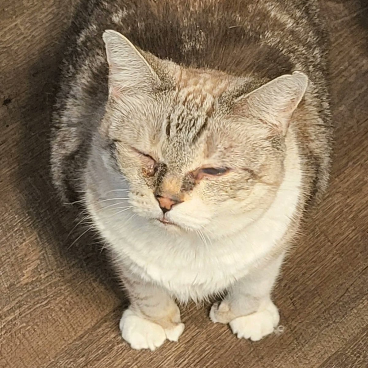 StimkySisters's tweet photo. I have hissed. I have yelled. No one care. Now there is an baybe, and I will beat thee funk oute of them. Dare me, I swear to gog https://t.co/PZx2HlyG74