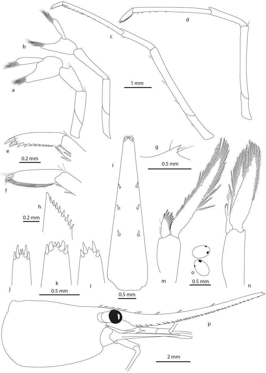 #NewSpeciesAlert 
Updated checklist of the freshwater shrimps (Decapoda: Caridea: Atyidae) of Mindoro Island, the Philippines with a description of a #newspecies of #Caridina by @VdeMaz  & collab. @UMR_BOREA  @MNHN_recherche published in #arthropoda 
▶️ mdpi.com/2813-3323/1/4/…