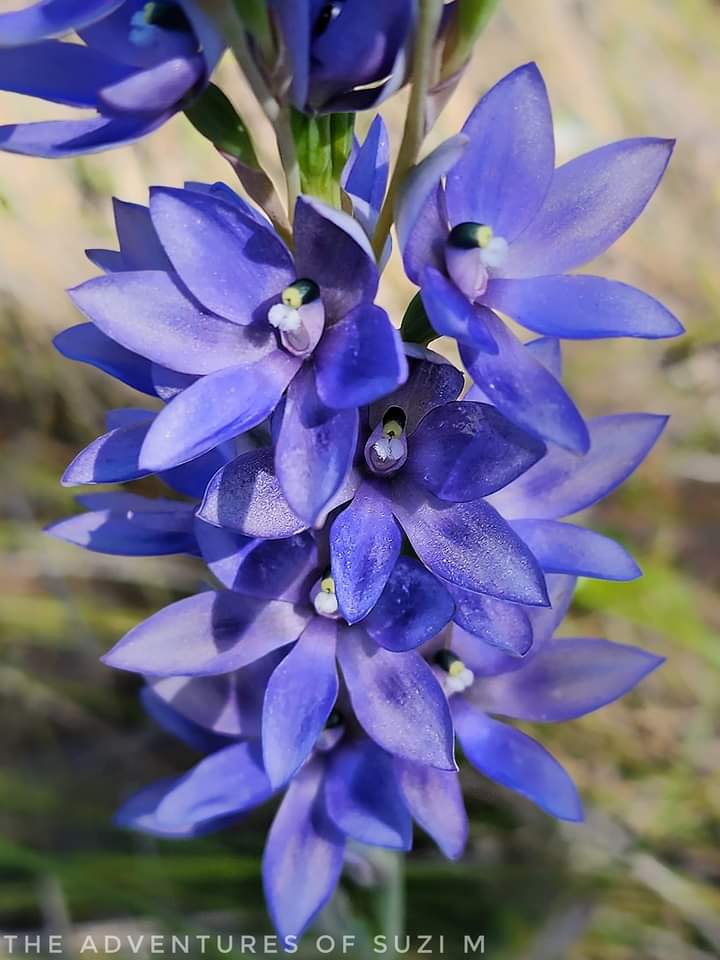 mdfaruk99510551's tweet photo. 📍Warwick bushland, Perth
There is nothing more heavenly scented than the perfume of the Scented Sun orchids. The shades of colour are just gorgeous. Love the mauve and purples the best 😍.
#abcmyphoto #orchidswa #nativeorchids #wildflowerphotography #Warwick https://t.co/FxkvmJWHE1