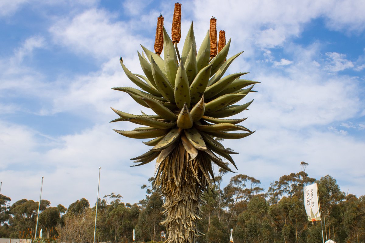 ALBERTINIA, WESTERN CAPE - This small town houses two aloe factories dedicated to the extraction and processing of aloe juice to create a variety of beauty and wellness products explorersgardenroute.co.za/albertinia/
#ExploreHessequa #ExplorersGardenRoute #HappyTraveller #GardenRoute
