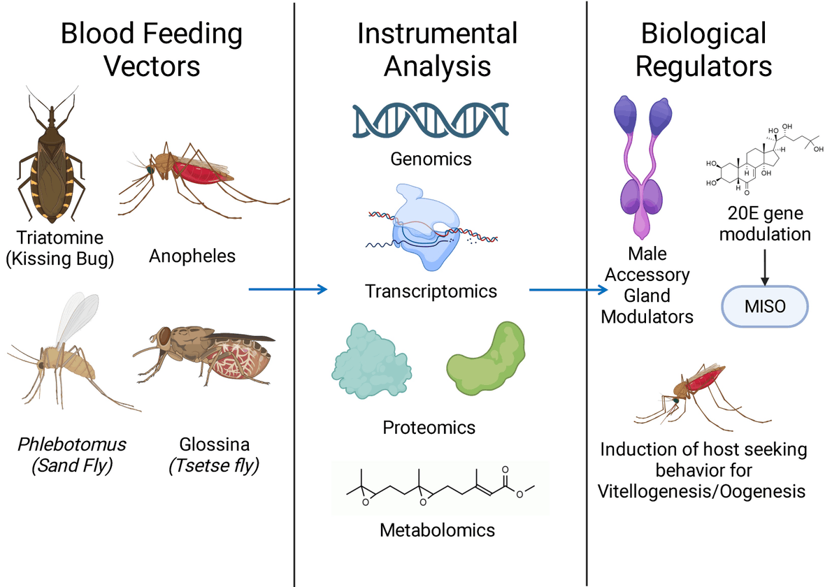 #insects Paper Published  
📚Current Status of Omics Studies Elucidating the Features of #Re-Productive #Biology in Blood-Feeding Insects

By Aditi Kulkarni et al.

📷mdpi.com/2075-4450/14/1…

#insectvectors #insectbioinformatics #mosquitoes #kissingbugs #tsetseflies