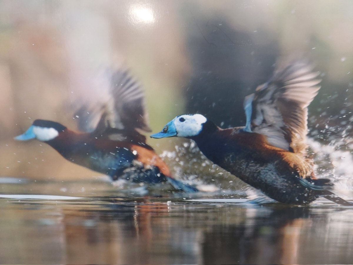 Excited for the @LIFEprogramme #LIFEOxyura symposium on ruddyduck management & white-headed duck conservation @OFBiodiversite