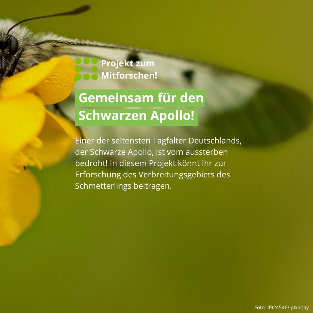 Der Schwarze Apollo ist einer der seltensten Tagfalter in Deutschland. Beim #CitizenScience-Projekt “Gemeinsam für den Schwarzen Apollo” könnt ihr dazu beitragen, seine Verbreitungsgebiete zu erforschen:
buergerschaffenwissen.de/projekt/gemein…