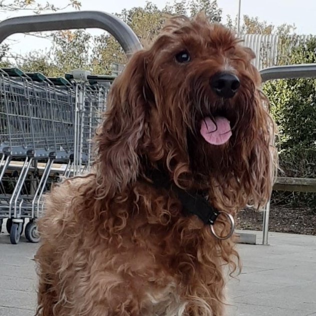 Please retweet to HELP FIND THE OWNER OF THIS STRAY DOG FOUND #BEESTON #BEDFORDSHIRE #UK 

'Poodle Mix' Male, found 15 October, chip not registered.  Now in a council pound for 7 days, he could be missing or stolen from another region. 
Please share widely to help him get home✅
