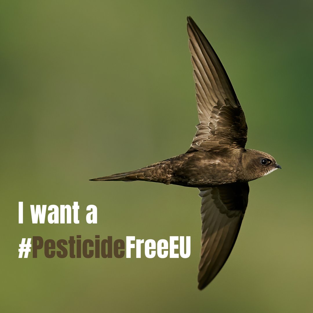 ⚠️Pesticides are killing birds across Europe⚠️
We've lost over 50% of European farmland birds in just 40 years.
Latest studies show intensive agriculture, particularly an increase in pesticides & fertiliser use, is the main cause of most bird population declines.
#PesticideFreeEU