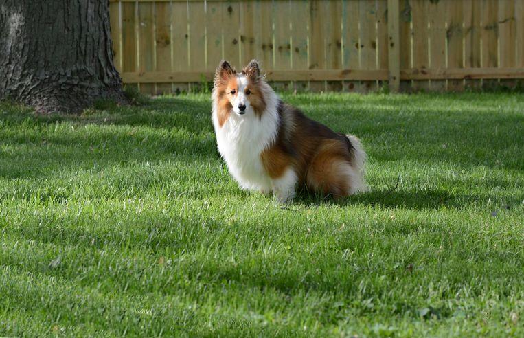 Ontlasting van je hond: dit is wanneer het tijd is om naar een dierenarts te gaan margriet.nl/dieren/ontlast…