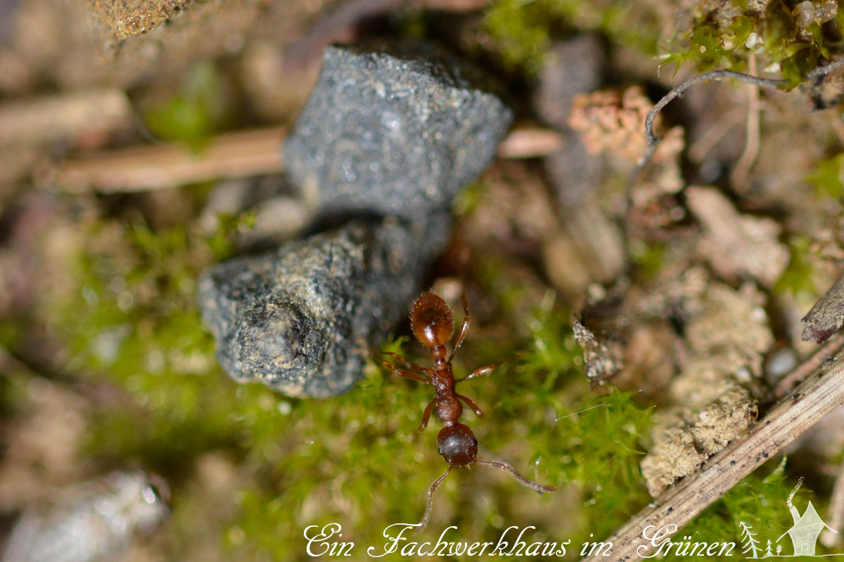 Staatenbildende #Insekten sind wirklich sehr eindrucksvoll, besonders #Ameisen haben es mir angetan. Auch, wenn viele sie lieber nicht im Garten haben, so sollte man ihnen aber trotzdem Raum geben. Wir brauchen die Ameisen. gartenwonne.com/2023/10/der-am…