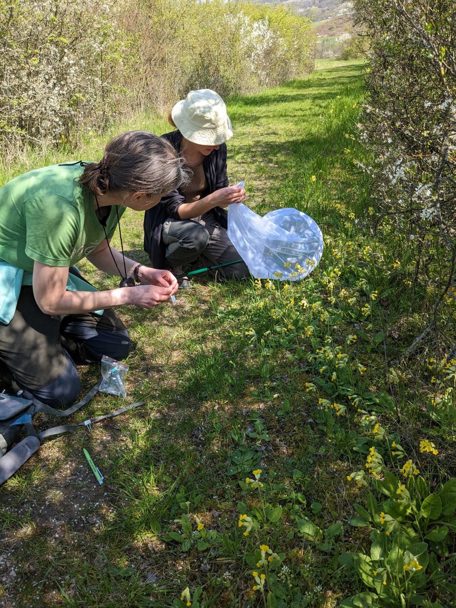 Landscape Biodiversity Lab (@landscbiodivut) on Twitter photo Our <a href="/BiodiversaPlus/">Biodiversa+ (European Biodiversity Partnership)</a> project #FuncNet had a successful field season in Estonia, Sweden, Belgium, Germany and Czech Republic.
We collected cowslip samples and observed pollinators in grasslands in agricultural landscapes.🐝🌺
Read more about it➡️ landscape.ut.ee/photo-gallery-… Our <a href="/BiodiversaPlus/">Biodiversa+ (European Biodiversity Partnership)</a> project #FuncNet had a successful field season in Estonia, Sweden, Belgium, Germany and Czech Republic.
We collected cowslip samples and observed pollinators in grasslands in agricultural landscapes.🐝🌺
Read more about it➡️ landscape.ut.ee/photo-gallery-…