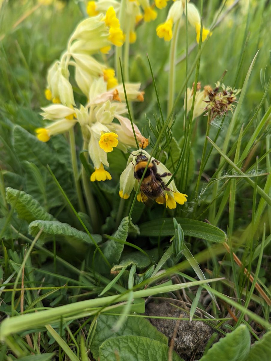 LandscBiodivUT's tweet photo. Our @BiodiversaPlus project #FuncNet had a successful field season in Estonia, Sweden, Belgium, Germany and Czech Republic.
We collected cowslip samples and observed pollinators in grasslands in agricultural landscapes.๐๐บ
Read more about itโก๏ธ https://t.co/3Ua8aVx2Rq https://t.co/3VPJqav03Q