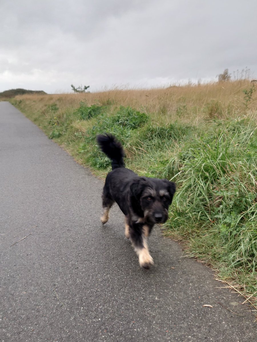 ernpup's tweet photo. This is no time for pictures, Mum... we need to get home before that rain starts! 🐾☔ #inahurry #dogsofx #dogsoftwitter https://t.co/NNmDnKqUwm