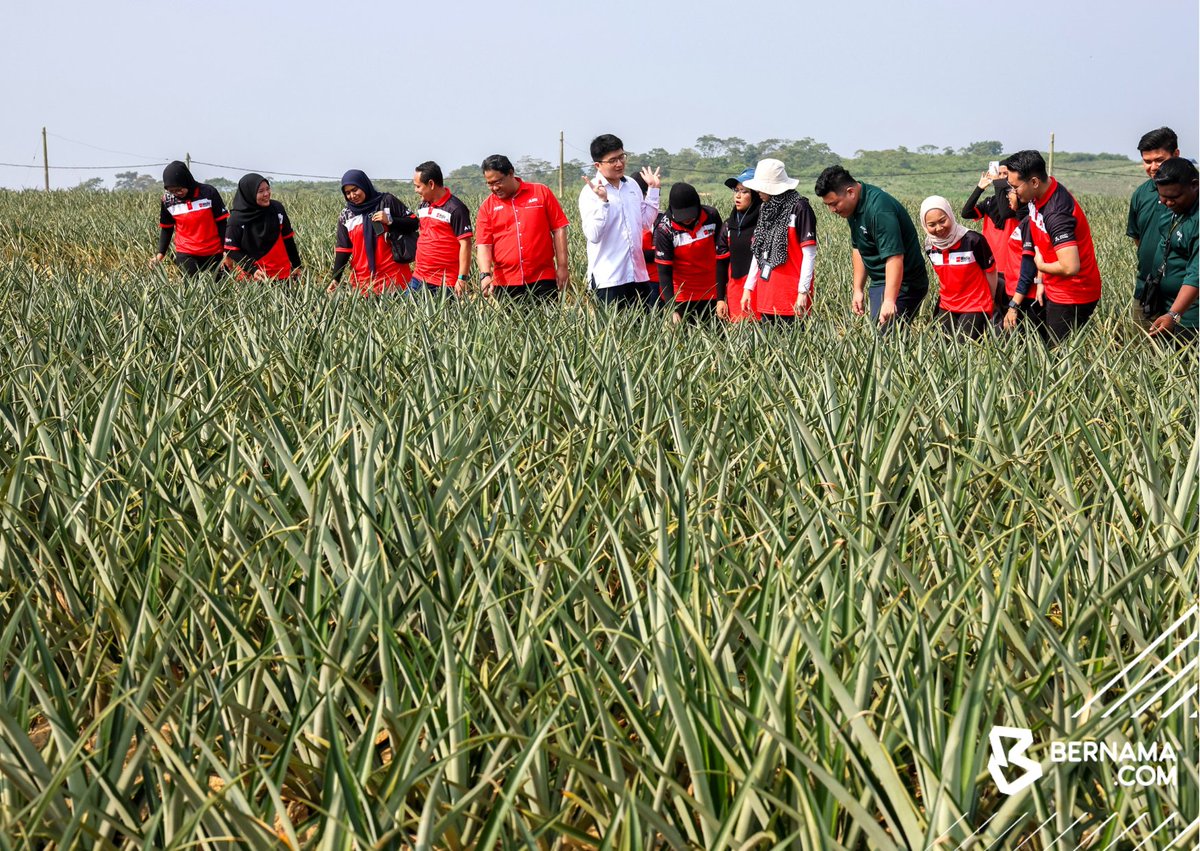 Pemuda usahakan tanaman nanas selepas hilang pekerjaan akibat COVID-19 bernama.com/bm/am/news.php… #BernamaNews