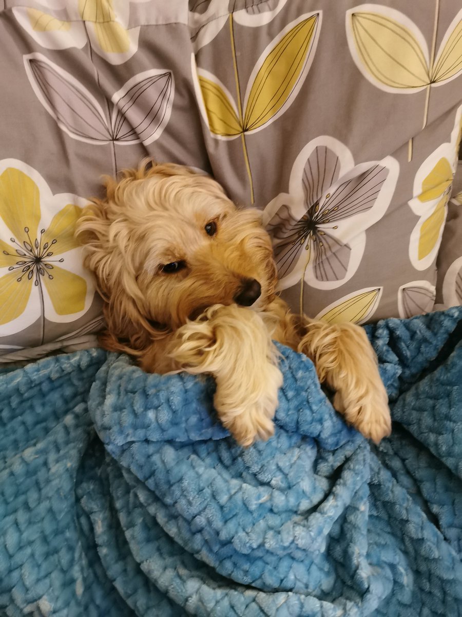 reesjv's tweet photo. @JaneyGodley Dude just telling you to rest. Also I found a cooling mat or a cold tea towel wrapped around my feet helped https://t.co/xd88qD8P3b