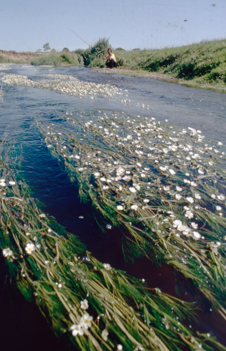Just a reminder to Severn Trent and Staffs water of what the Severn should look like. This shot, from the nineties, shows the swathes of ranunculus streamer weed on the surface. Ranunculus filters a lot of impurities from the river but it has not appeared in any quantity since…