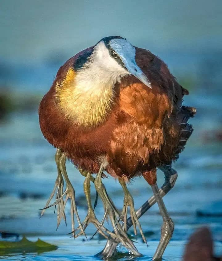 #africanJacana mother bird seen on #lakebunyonyi in southwestern Uganda 🇺🇬 
@Engagi_safaris  we have bird watching packages, travel, discover , explore and visit the birds of #eastafrica with us 
#birdsofeastafrica
#BirdsSeenIn2023 #birds #BirdsOfTwitter