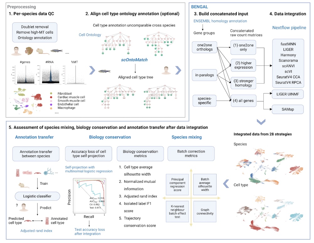 Cross-species integration of single-cell RNA sequencing data just got easier!

Learn more about a new openly available pipeline that could help you identify optimal strategies for analysing single-cell RNA sequencing data across different species.

nature.com/articles/s4146…