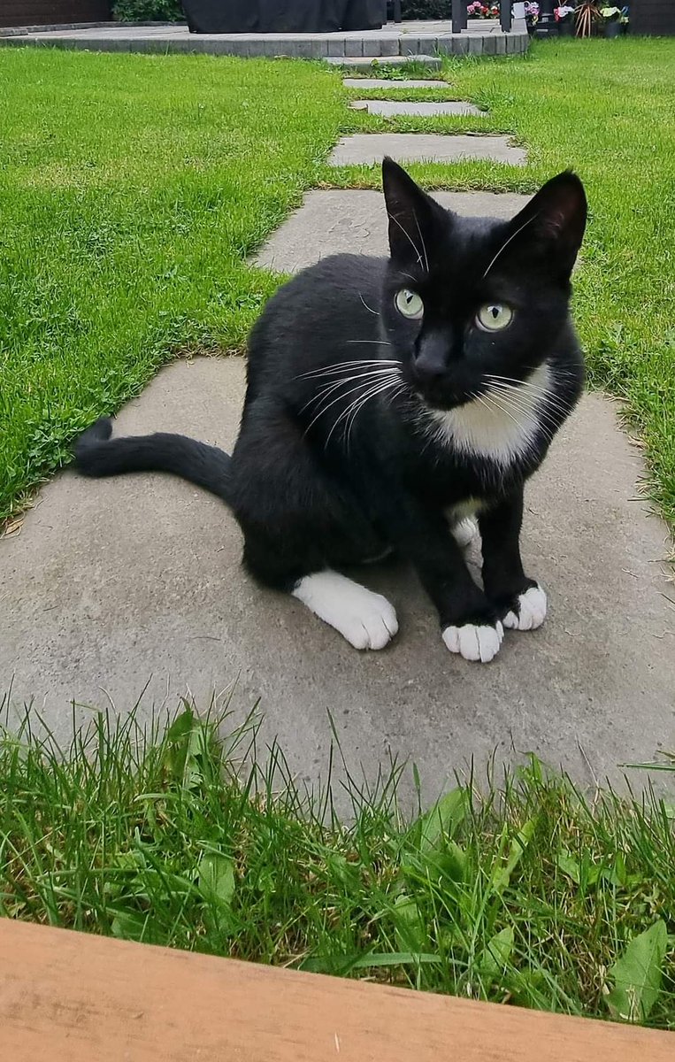Jack's been missing from Wombwell S73 since Sunday. Please share to try and find him 
<a href="/wearebarnsley/">We Are Barnsley (WAB)</a> #barnsleyisbrill #missingcatbarnsley #barnsley