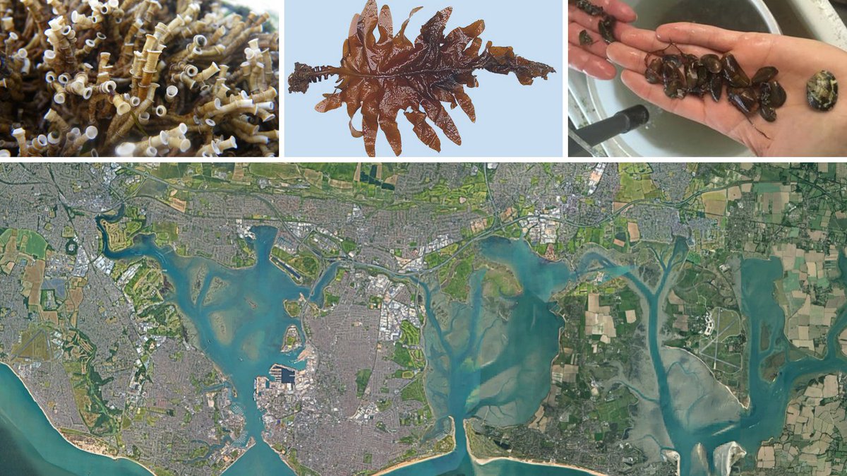 Solent Forum tweet media