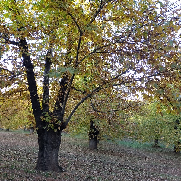 CuadernoAgrario's tweet image. 🌳🌰Los productores de #castaña podrían elevar sus ayudas hasta cerca de 500 euros por hectárea 👩🏻‍🌾💶

+INFO➡️cuadernoagrario.com/?p=51563 vía @AgriculturAnd