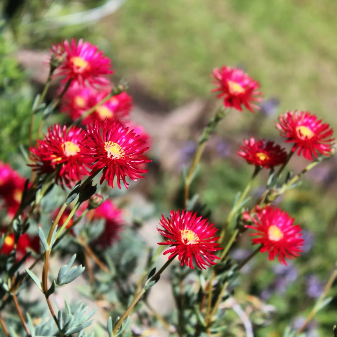chrisLgodden's tweet photo. Spring has definitely sprung
#indigenousgarden #fynbos #flowerscloseup #flowerphotography #flowerpics #gardenandhome #gardenphotography #gardeninspiration #pincushionflower #ourminikirstenbosch https://t.co/SF5GAl9Ymv