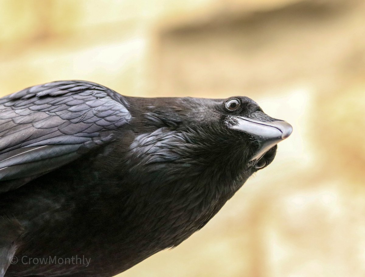 Raven check.