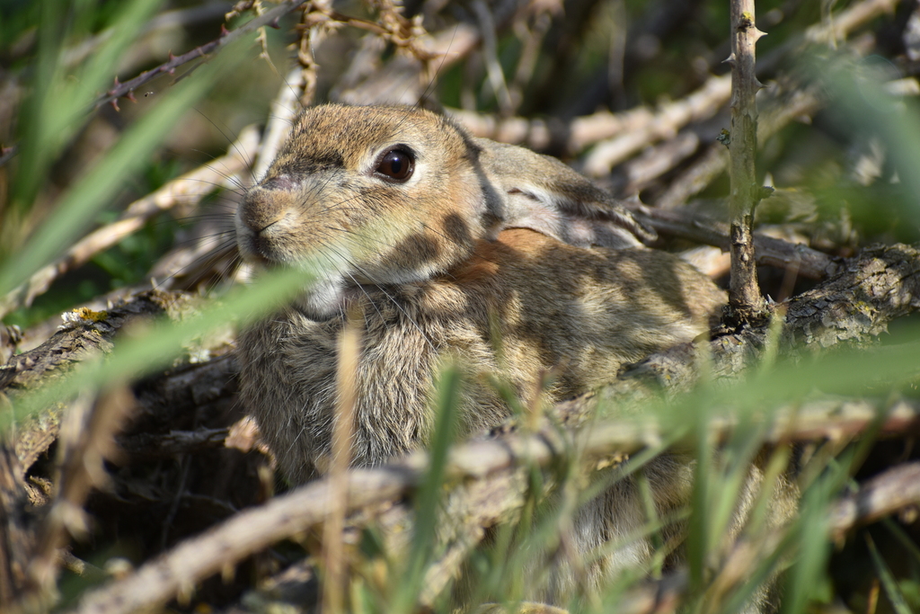 El conejo, 𝑂𝑟𝑦𝑐𝑡𝑜𝑙𝑎𝑔𝑢𝑠 𝑐𝑢𝑛𝑖𝑐𝑢𝑙𝑢𝑠, se considera 'Casi amenazado' en España debido a la pérdida de hábitats y a enfermedades infecciosas.
Javier Castrillo (spain.inaturalist.org/people/javierc…) fotografió este ejemplar, #ObservaciónDeLaSemana 📷 en La Rioja