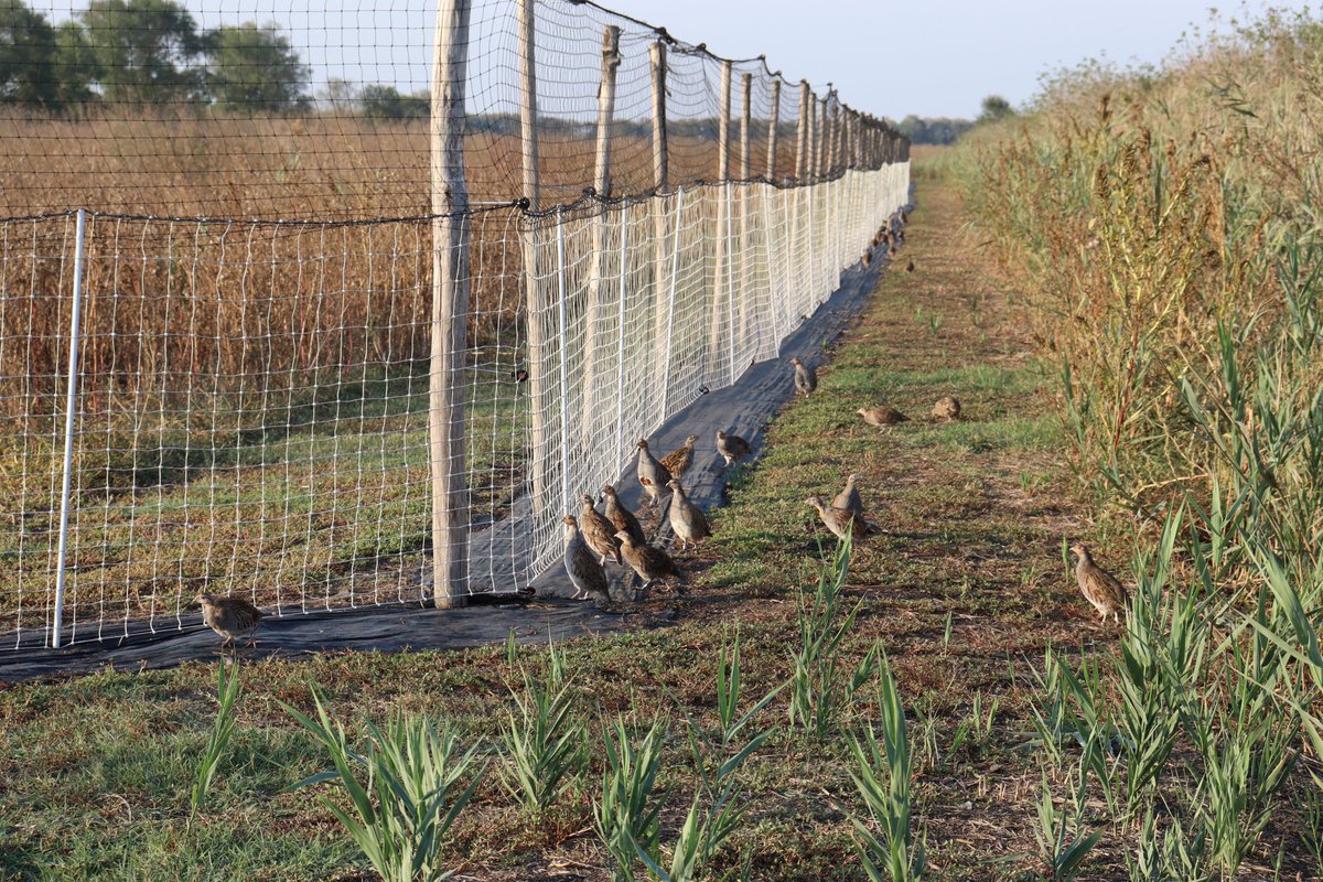 LPerdix's tweet photo. #LIFEproject #LIFEprogramme
Al Mezzano oggi è facile incontrare brigate di starne italiche. Alcune reintrodotte nel territorio, altre sono nate in libertà. Ci stiamo impegnando affinché la 𝘗𝘦𝘳𝘥𝘪𝘹 𝘱𝘦𝘳𝘥𝘪𝘹 𝘪𝘵𝘢𝘭𝘪𝘤𝘢 torni ad abitare stabilmente queste terre. https://t.co/E6kTrWdvY0