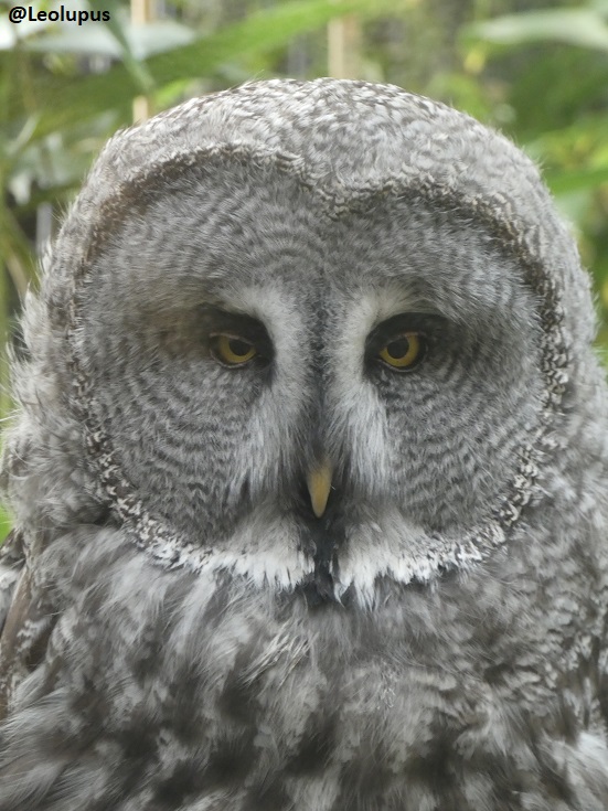 Great grey owl. Owls are my second-favourite group of birds (after eagles). #owls #birds #animals #wildlife