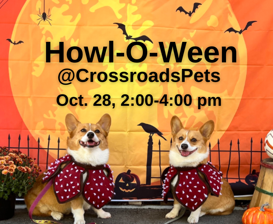 Come to Crossroads Pets for a Howl-O-Ween party Sat, Oct. 28, from 2 - 4:00.  707 Monroe St, Nashville.
- Photo Booth
- Pup Cups
- Goodie Bags
- Change to win a free pet portrait, a gift basket, gift cards
- Fun for the whole family

#familyfun #nashvillefamilies #dogsofnashville