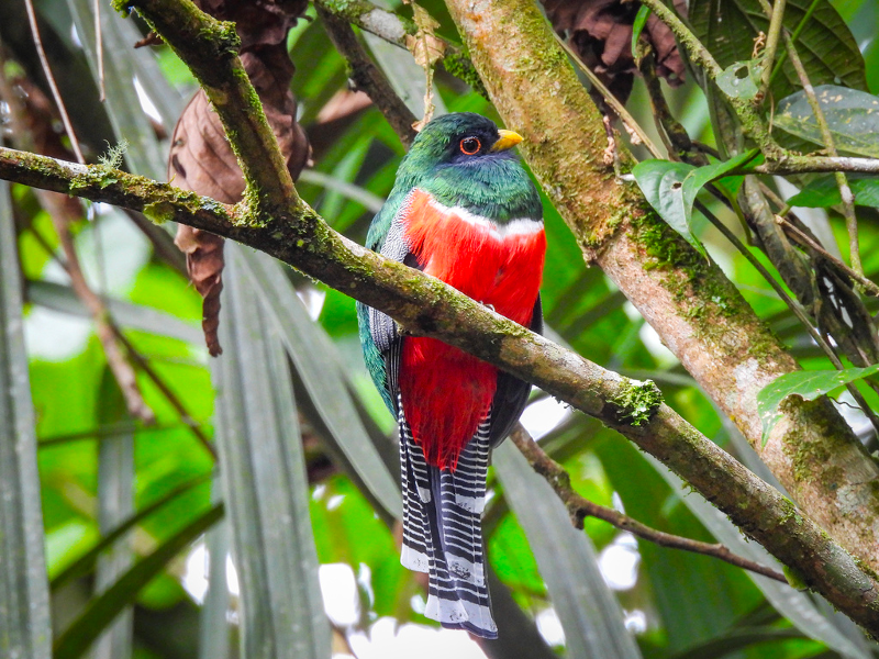 🚨Our RFCx team is part of a new publication!

Hot off the press in <a href="/NatureComms/">Nature Communications</a>, this study used #ecoacoustics and AI models to track forest restoration in the Choco region of Ecuador🇪🇨 

We found strong correlations between audio-derived #biodiversity metrics across a