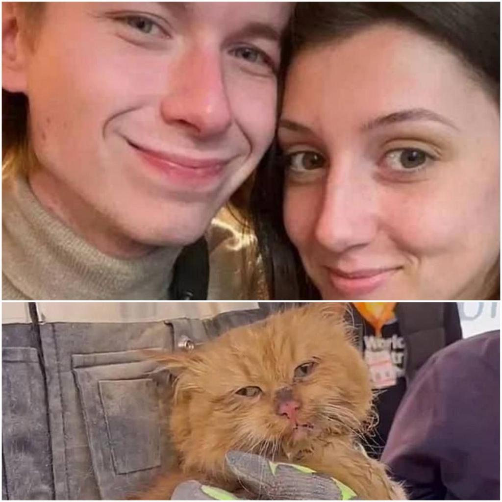 kardinal691's tweet photo. UPDATE 

The cat who was rescued in #Zaporizhzhia yesterday, is called #Benya. He is an old guy and has no teeth left.

As of yesterday, he has no family, too.

#Diana (20) and #Daniil (23) Kovalenko, and their two other cats, were killed yesterday by the #Russian missile. https://t.co/050DsN1wjJ