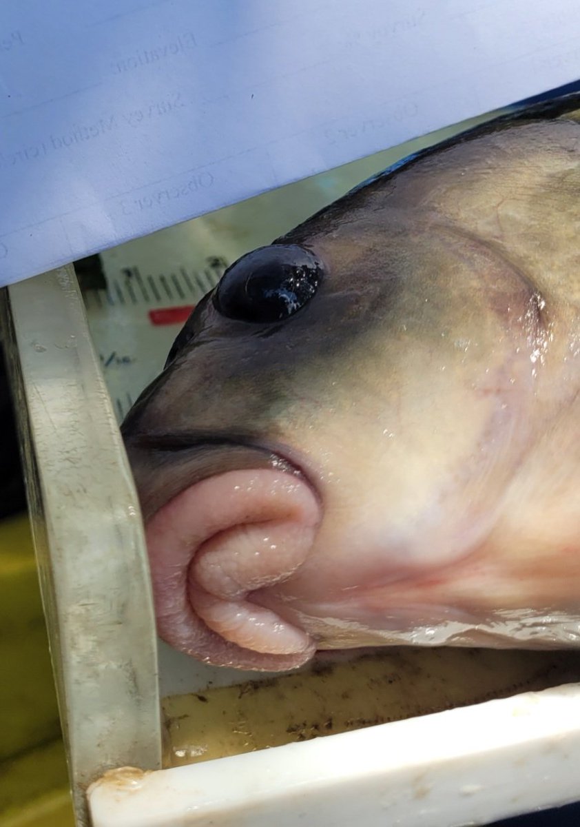 coleyoptera's tweet photo. Noone ever warns you that being a Wildlife/Fisheries Technician means having dozens of close-up photos of fish mouths. Look at this. I can't ever scroll through my camera roll with people looking. It all looks like this. https://t.co/OMR7YFHxFa