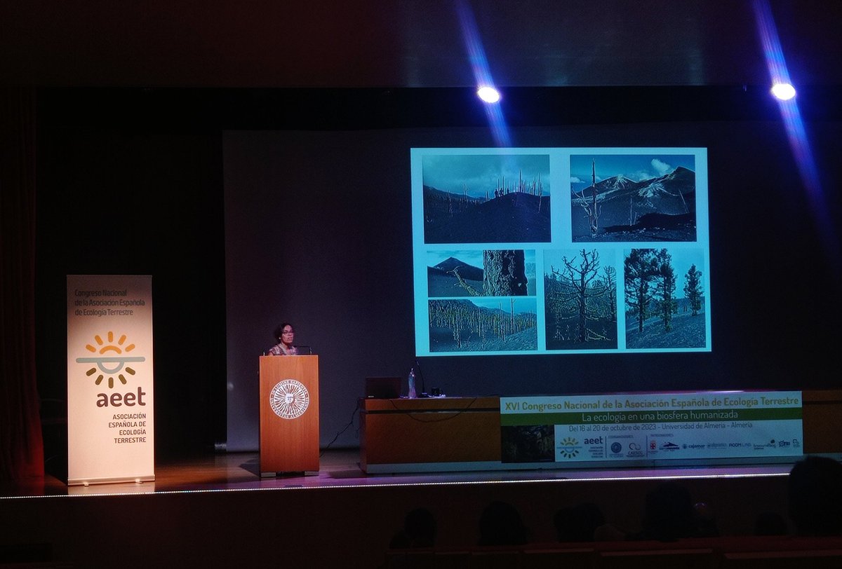 FORESCENT_UPM's tweet image. &quot;Cuando sobrevives a una erupción volcánica y la sequía te mata&quot;. La charla de @RosanaLopezRod sobre el pino canario en #AEET2023 estuvo de llena de plot-twists  🌋