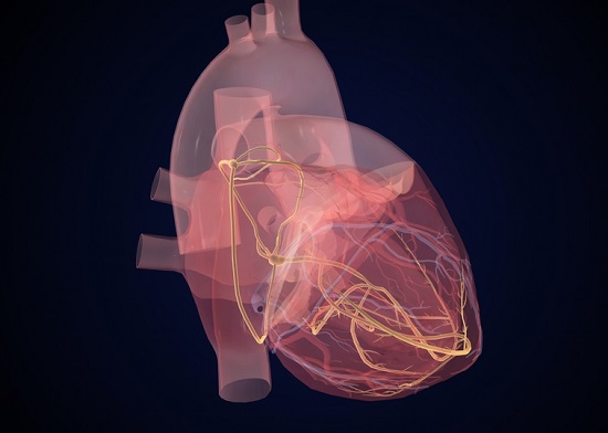 medlineplus's tweet image. For the heart test called His bundle electrography, the bundle is a group of fibers that carry electrical impulses through the heart's center. If these signals are blocked, you will have problems with your heartbeat. Learn more: ow.ly/8Ika50PYCwY #hearttest #cardiactest