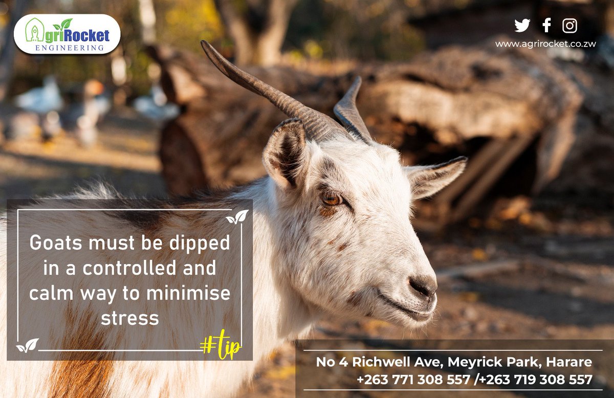 Goats must be be dipped in a controlled and calm way to minimize stress. A spray race is suitable for dipping goats and sheep

#sprayrace #goats #dipping #tickbornediseases