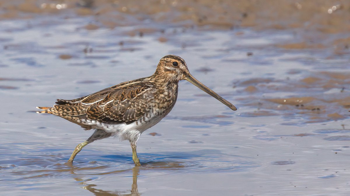 Chulavista21's tweet photo. Numbers of #Common_Snipe well into double figures on the #Rushy today @slimbridge_wild @waderquest #GlosBirds https://t.co/WcAIEdojNl