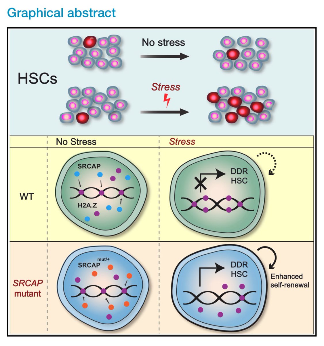Exciting new work by <a href="/Goodell_Lab/">Peggy Goodell</a> about how SRCAP mutations drive clonal hematopoiesis, including in the context of genotoxic stress such as doxorubicin. Potentially important #CardioOnc implications! 
sciencedirect.com/science/articl… <a href="/CellStemCell/">Cell Stem Cell</a> 
Delighted to have a tiny role.