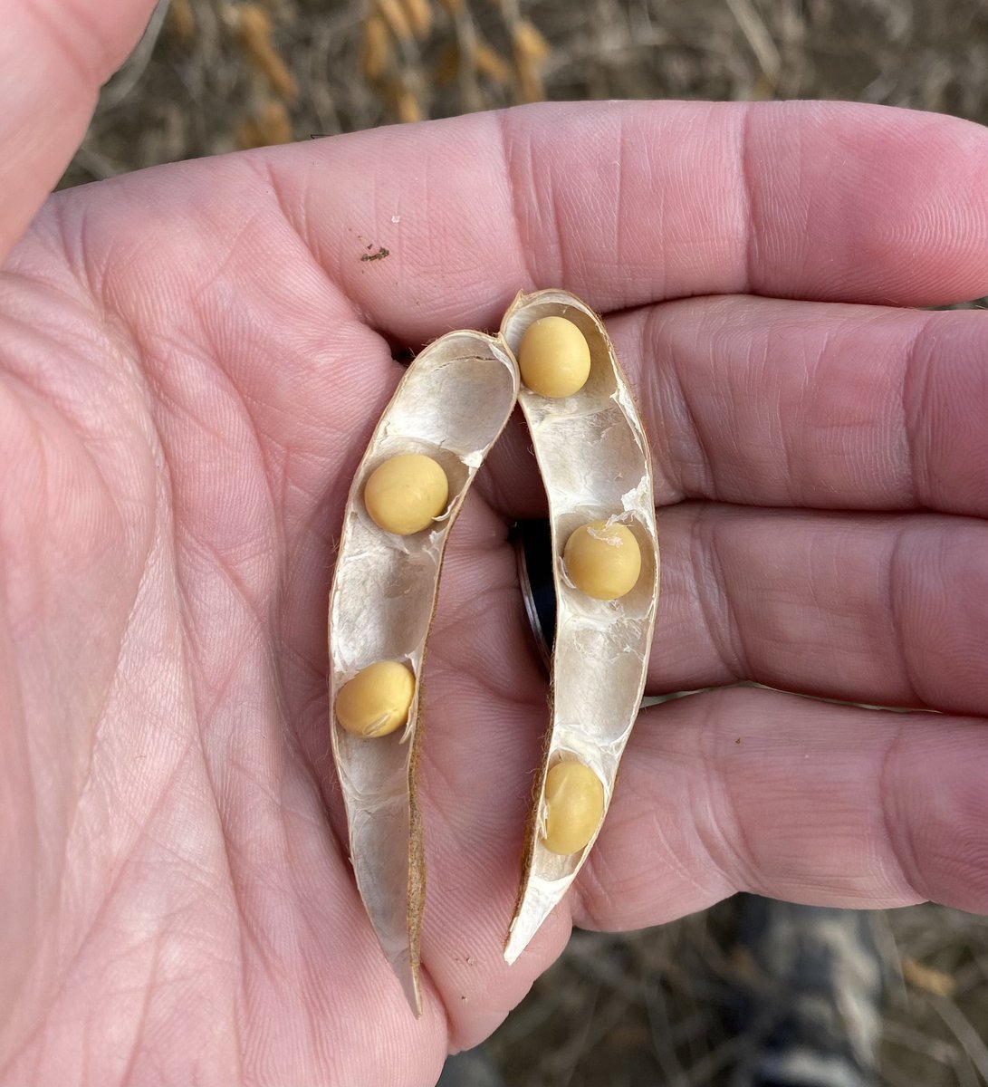 I walked a lot of soybean fields in my life/career but… first time seeing one of those 5 beans pod 👏 #Marula #bigyield #harvest23 #IP 
<a href="/Prograin_inc/">Prograin</a> <a href="/agrocentre/">Agrocentre</a>