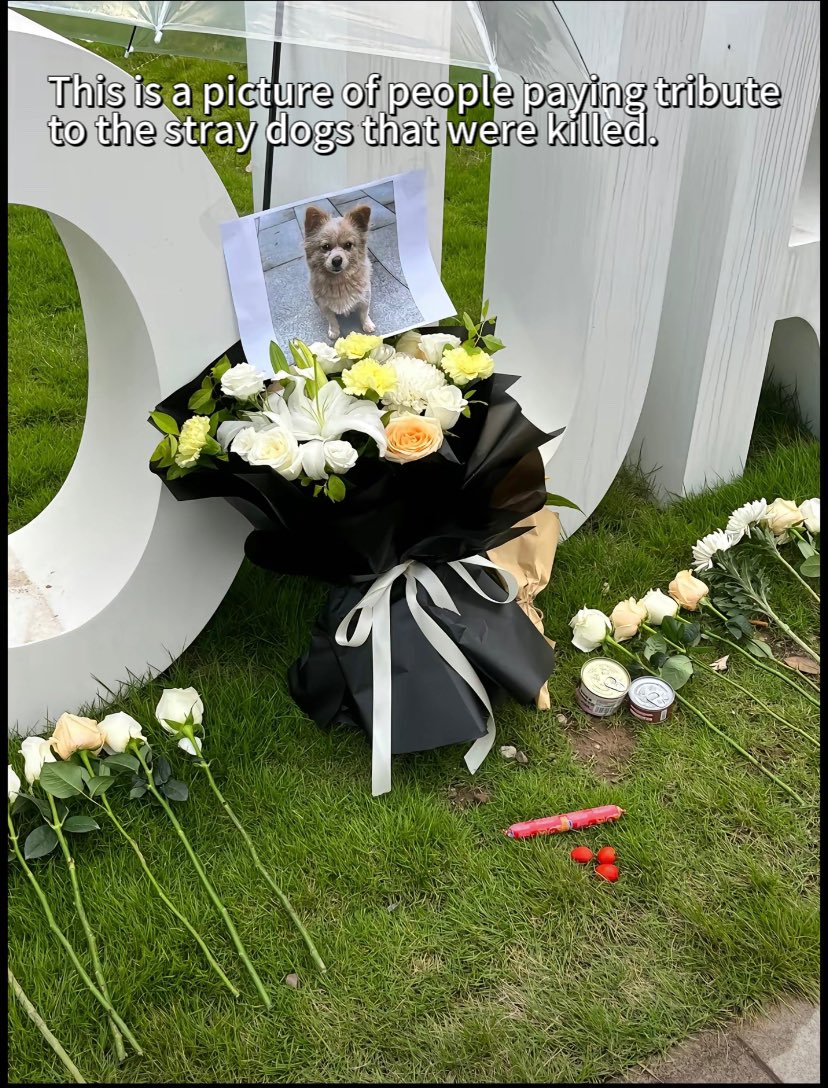 feilanzhi06157's tweet photo. China has recently been killing stray dogs in large numbers. Dog lovers in China have repeatedly called for an animal protection law. But there was no response for years. Countries without animal protection laws are not eligible to use rescue dogs. https://t.co/wwd6X8BB2f