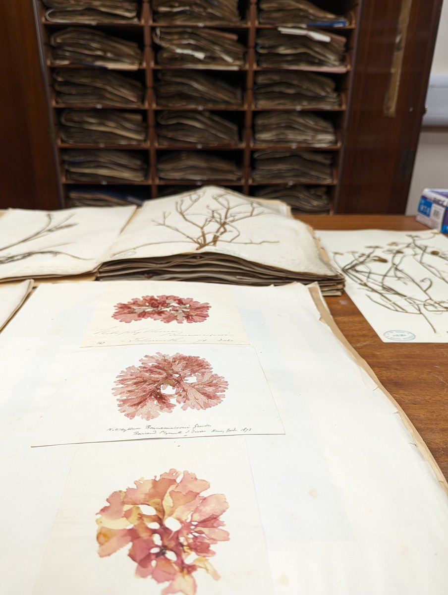 Connie Pritchard (@conniecontd) on Twitter photo Turning back the pages of time and uncovering preserved species in the herbarium <a href="/walesbotanic/">π΄σ §σ ’σ ·σ ¬σ ³σ Ώ Gardd Cymru πΏ Garden of Wales</a> with <a href="/CUBiosciences/">Cardiff University School of Biosciences</a>. <a href="/WalesBotanicEdu/">Addysg/Education National Botanic Garden of Wales</a> are looking for volunteers to help digitise their herbarium collection if anyone is interested! Turning back the pages of time and uncovering preserved species in the herbarium <a href="/walesbotanic/">π΄σ §σ ’σ ·σ ¬σ ³σ Ώ Gardd Cymru πΏ Garden of Wales</a> with <a href="/CUBiosciences/">Cardiff University School of Biosciences</a>. <a href="/WalesBotanicEdu/">Addysg/Education National Botanic Garden of Wales</a> are looking for volunteers to help digitise their herbarium collection if anyone is interested!