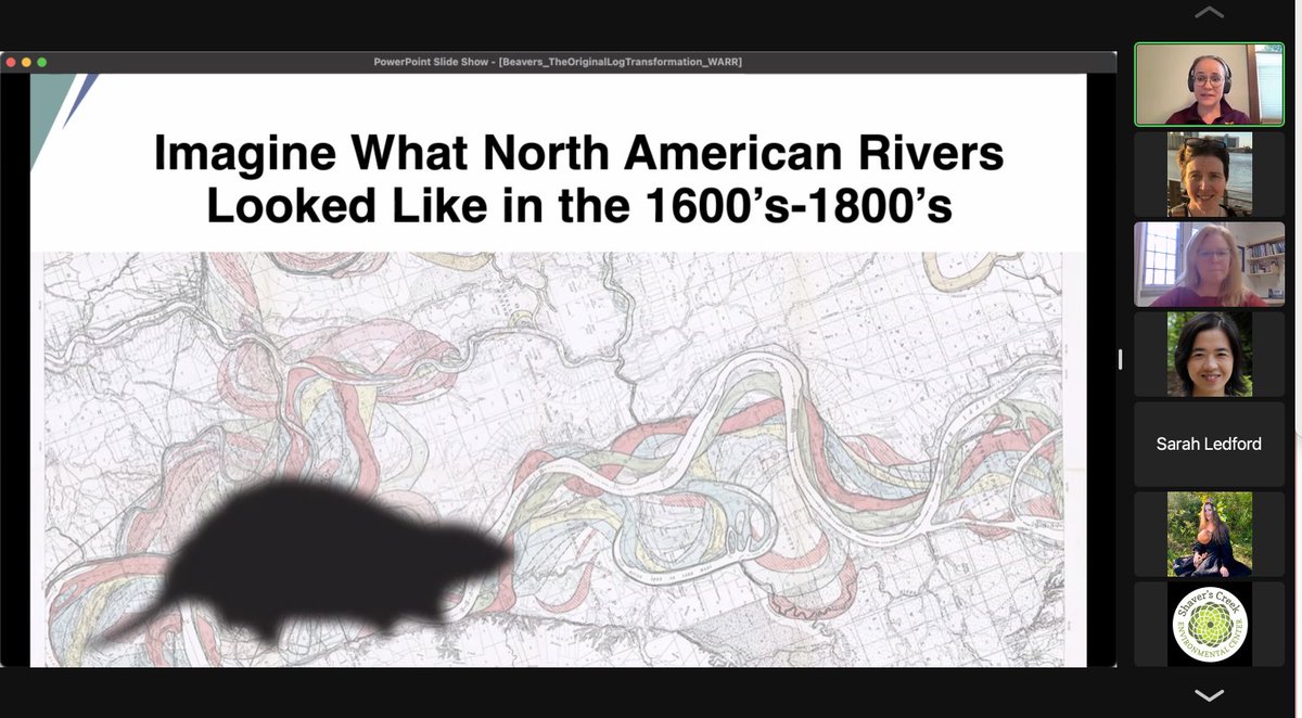 VanmeterKVM's tweet image. I'm excited about logging in to @ecohydro_gal and @EmilyFairfax talking about beavers, river science, and the "beaver past." #WARR @LiReactiveWater @waterbarnes