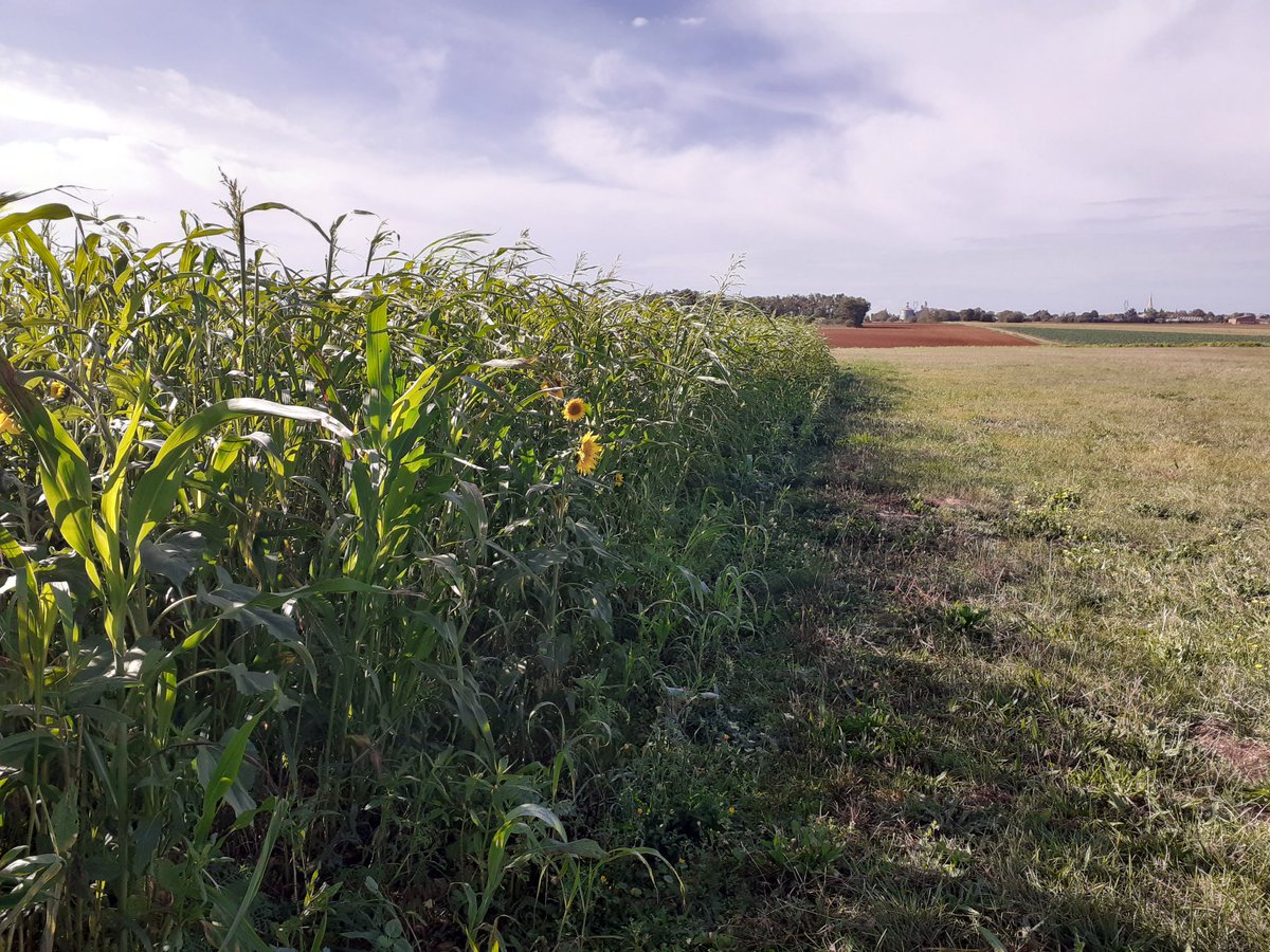 Groupe Sol Vivant 79 tweet media