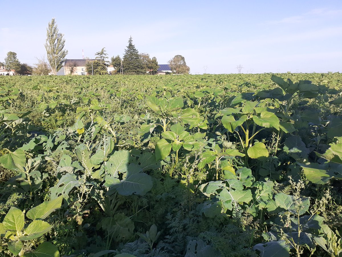 Tour de plaine ce matin dans les couverts et les colzas !