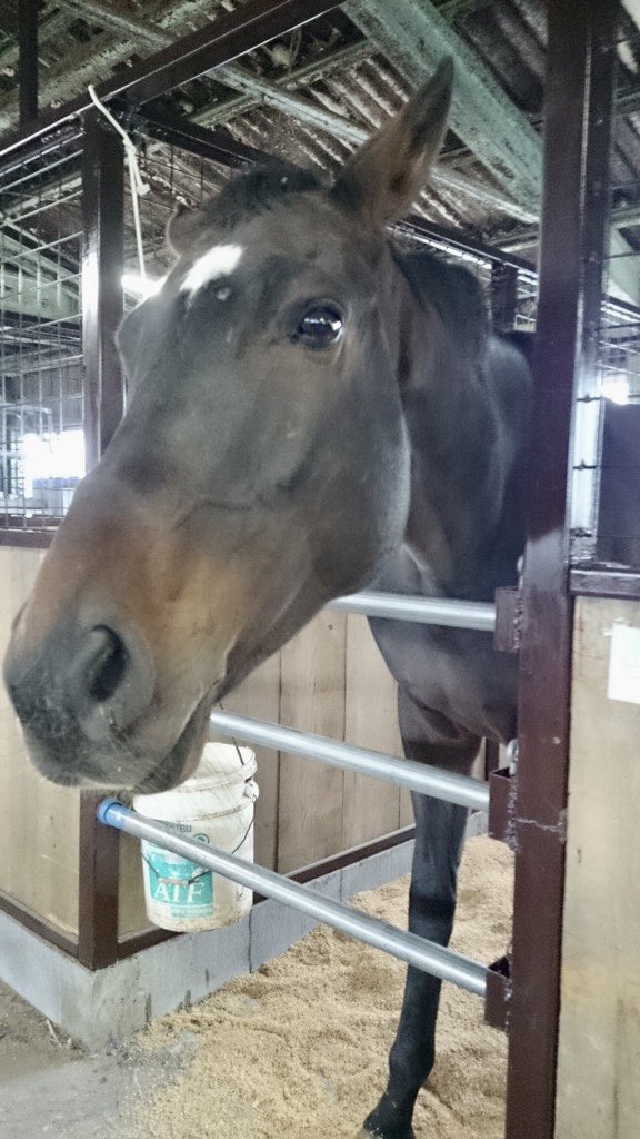 umalove20205's tweet photo. 今日はディズニーシー行ってきた✌️20時まで楽しめた💜
ビーム🐴特集中‼️『おやつちょーだい(@'ω'@)』
#馬 #馬好き #馬好きさんと繋がりたい #雑学 #馬雑学 #horse #lovehorse #写真 #動物 #photo #photograph #引退馬 #キリトリセカイ #騸馬 #黒鹿毛 #darkbay #サラブレッド #元競走馬 https://t.co/TVg9DLzQWS