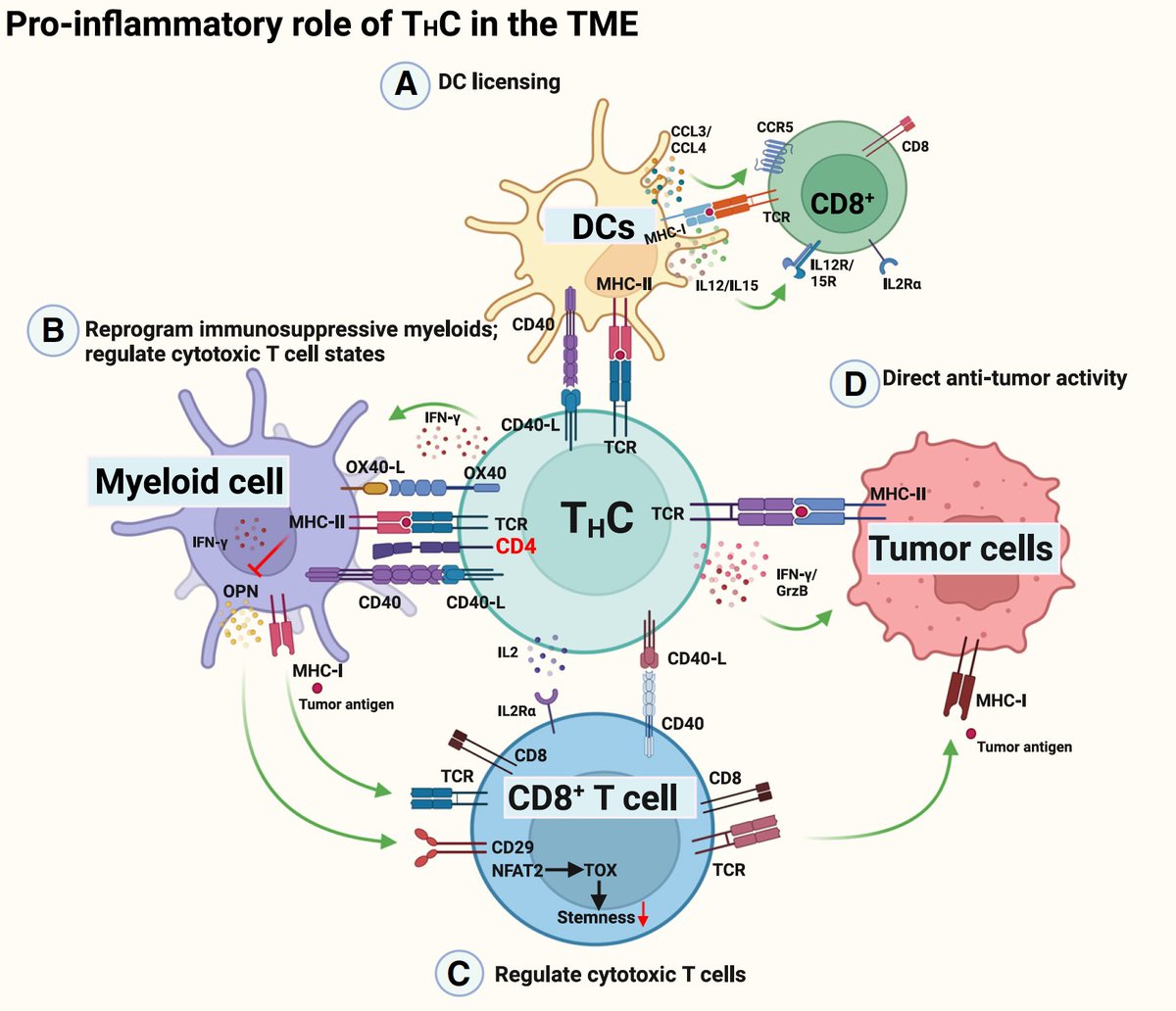 Out in @Cancer_Cell today! See here our commentary on the function of T helper cells in antitumor immunity authors.elsevier.com/a/1hy46_Ywcvmm… big thanks to @Montse_Rojo_PhD at @Cancer_Cell and all members of the @Platten_lab!!!