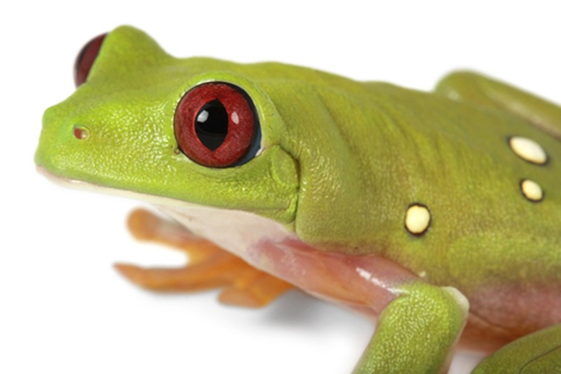 🐸🧪The LBMB joined in the Antimicrobial Peptides: Yesterday, Today, and Tomorrow Virtual Symposium, organized by the University of Nebraska from October 1-7, with the work on bioengineering of peptides from Callimedusa ecuatoriana. Congrats on the teamwork! 📷: Ron,S.-BIOWEB.
