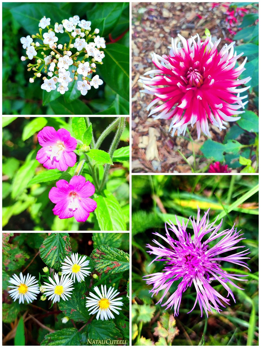 Blooming beauty from a walk ...
🌿💮🌿🌼🌿💮🌿
#cuteeli #art #nature #beautiful #NaturePhotography #Flowers #environment #NatureCommunity #NatureBeauty #wildlife #dahlia